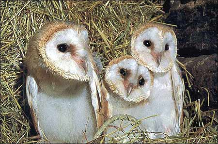 barn_owl_young.jpg