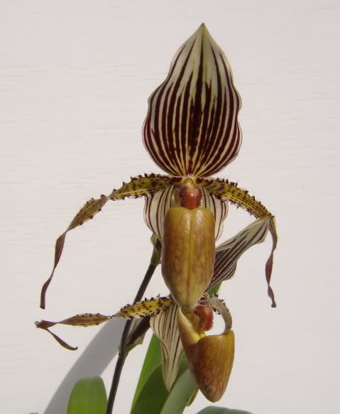 Paph_St_Swithin.jpg