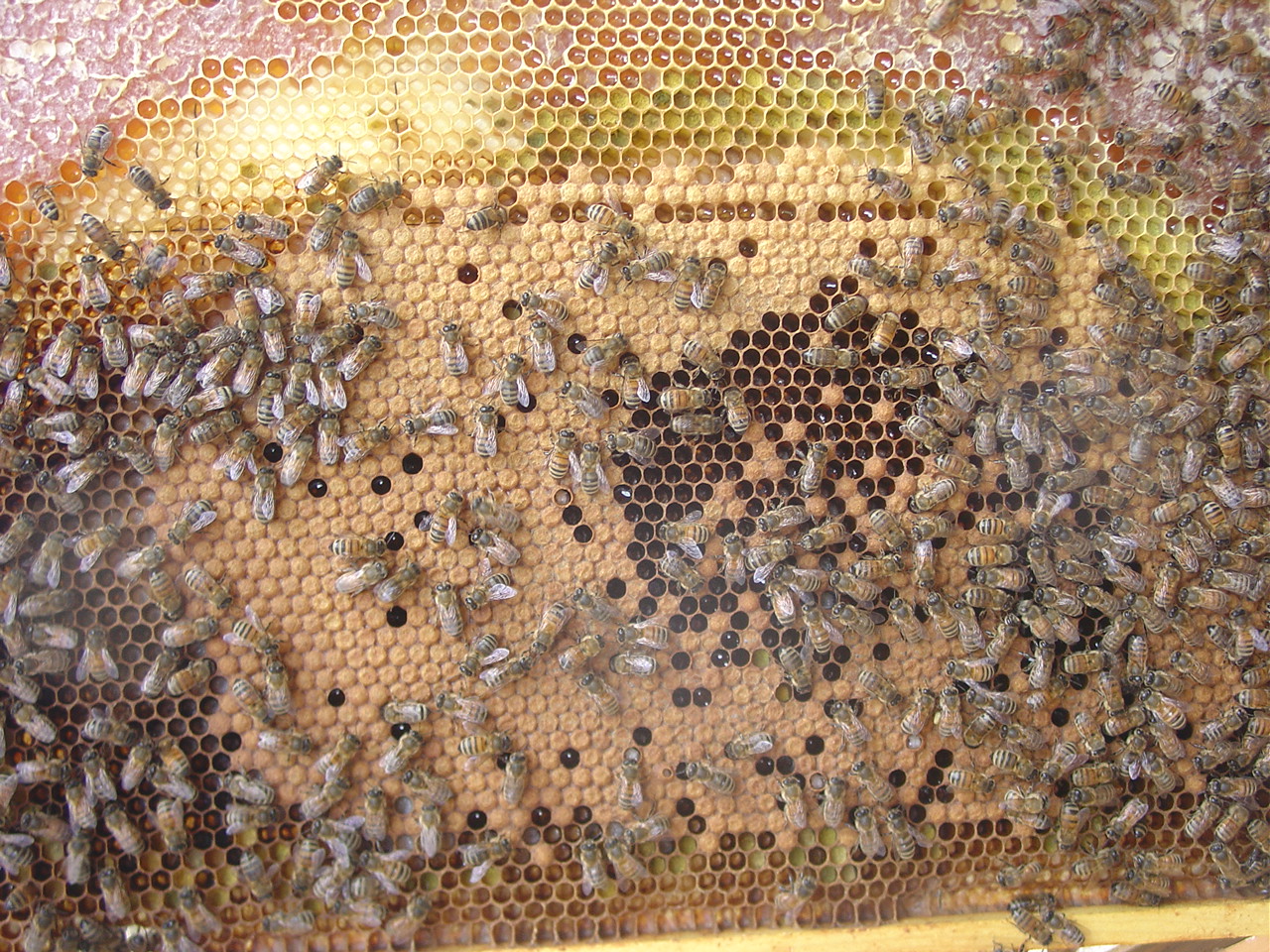 brood.frame.2.jpg