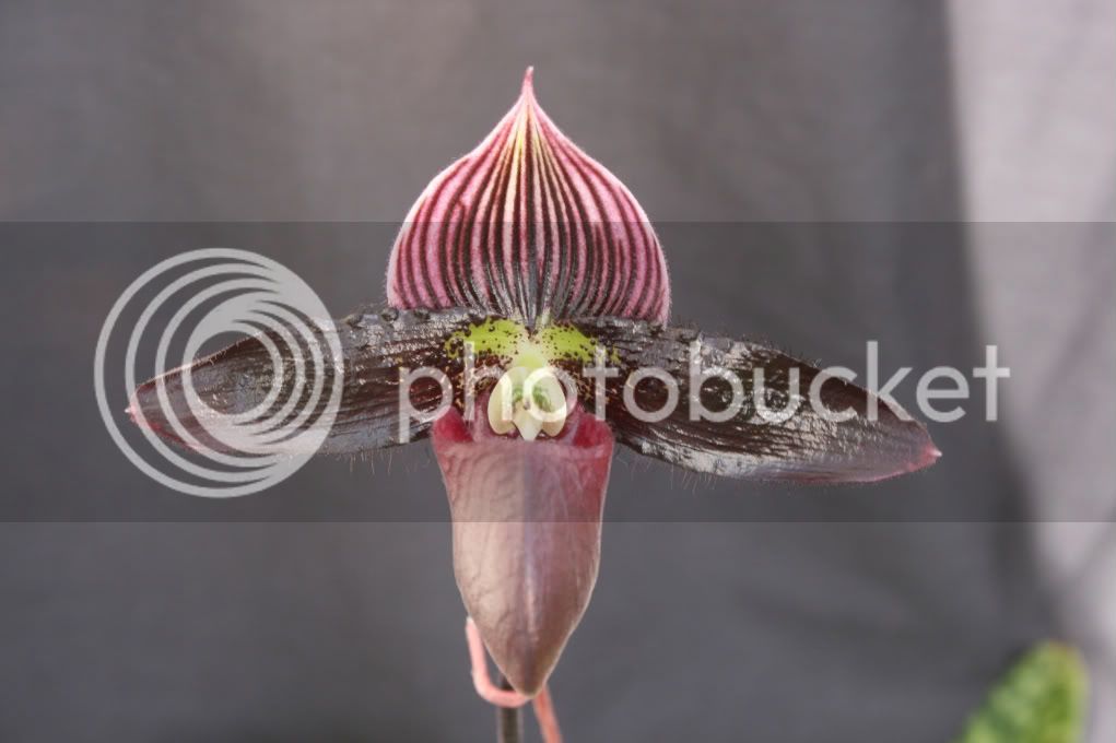 orchid024-1.jpg