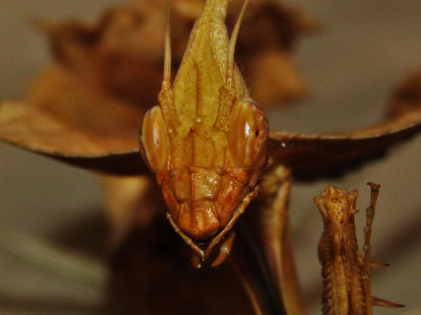 tacca_s_face__l8_female_idolomantis_diabolica_by_alexandersmantids-d9dlrtb.jpg