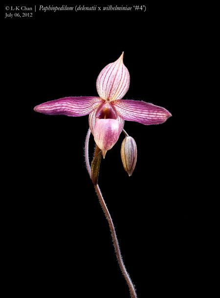 Paph_delenatiixwilhelminiae.jpg