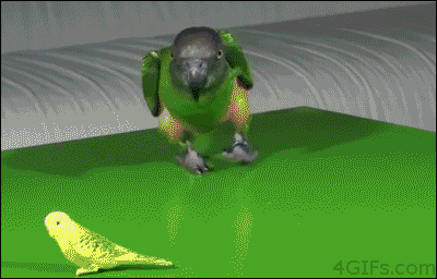 111915-Mother-Parrot.gif