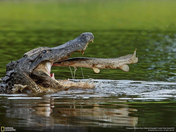 96e52660ed4eb5d1b2334231cdad175b--alligators-crocodiles.jpg