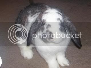 Bunnypictures-Leanne010.jpg