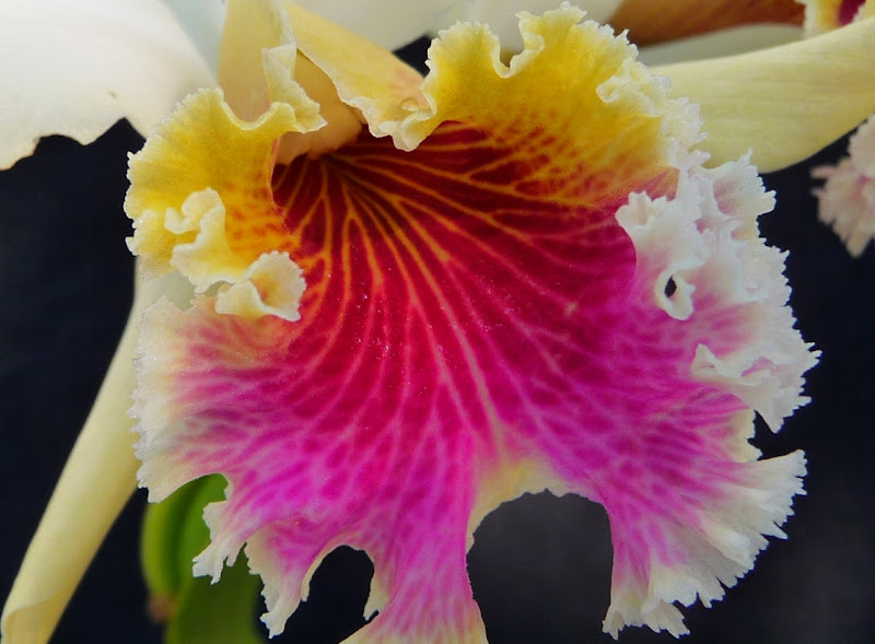 Cattleya%20rex1%202010-2.JPG