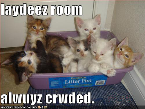 funny-pictures-kittens-litterbox-crowded-ladies-room2.jpg
