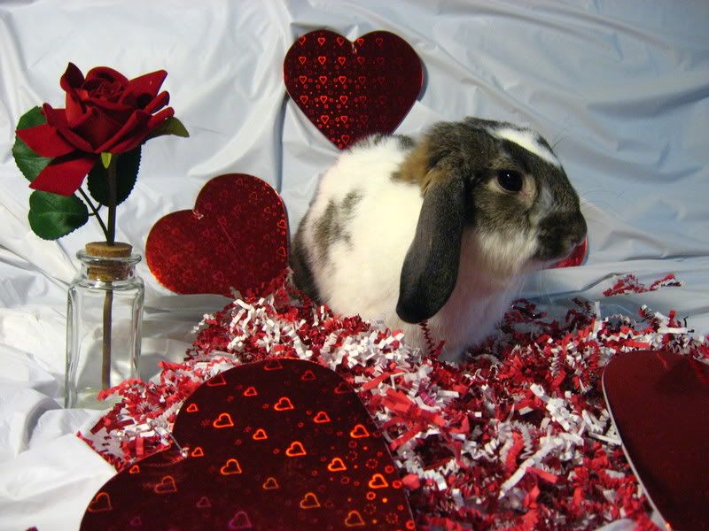 ValentineBunnies010.jpg