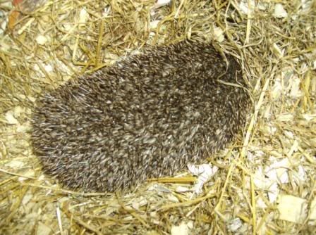 hedgehog03.jpg