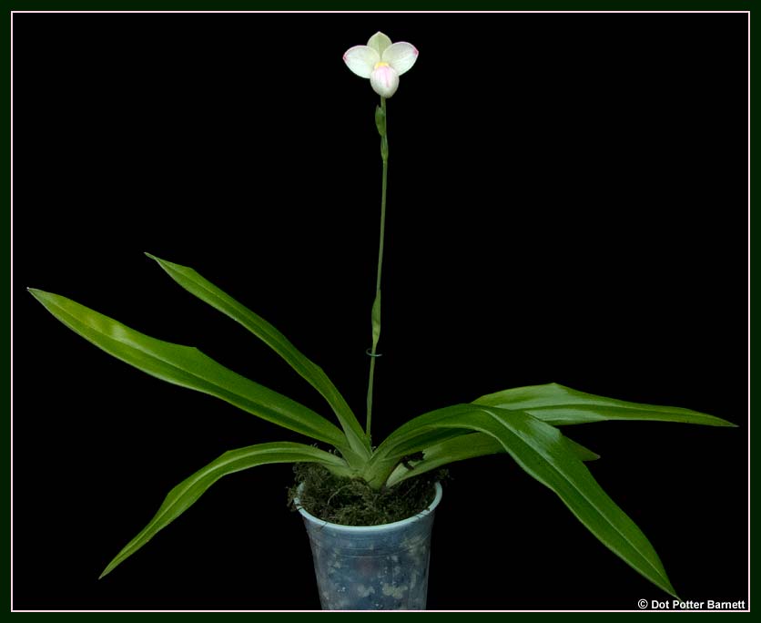Phrag_besseae-flavum-x-manzurii-plant.jpg