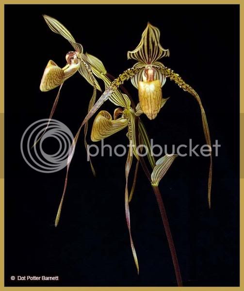 Paph_StSwithin-1.jpg