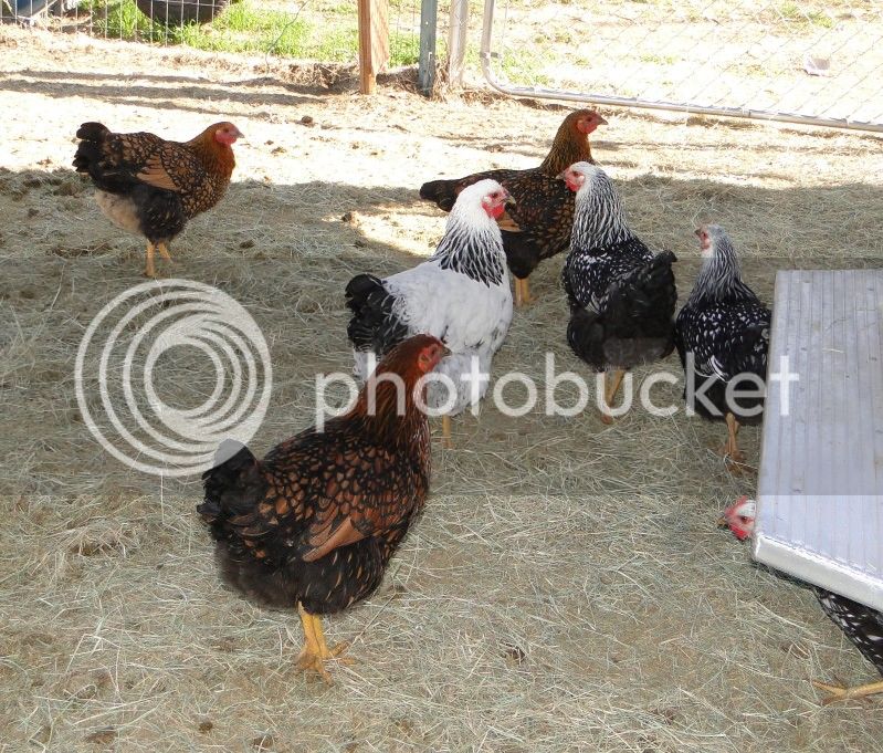chickens5.jpg