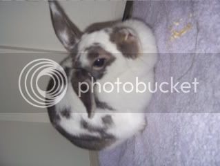 Bunnypictures-Leanne045.jpg