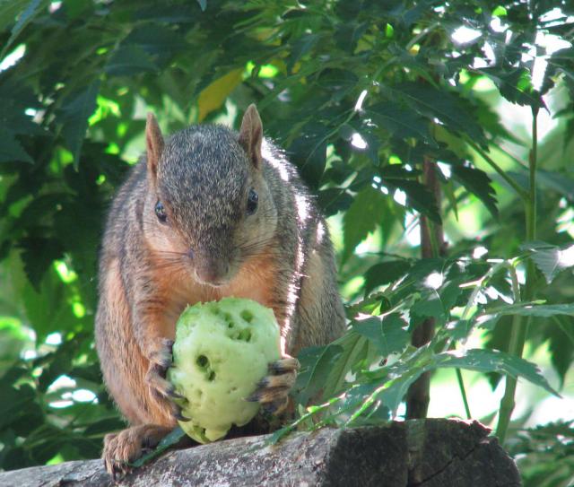 squirrel-tomato.jpg