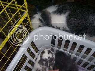 Bunnypictures-Leanne013.jpg