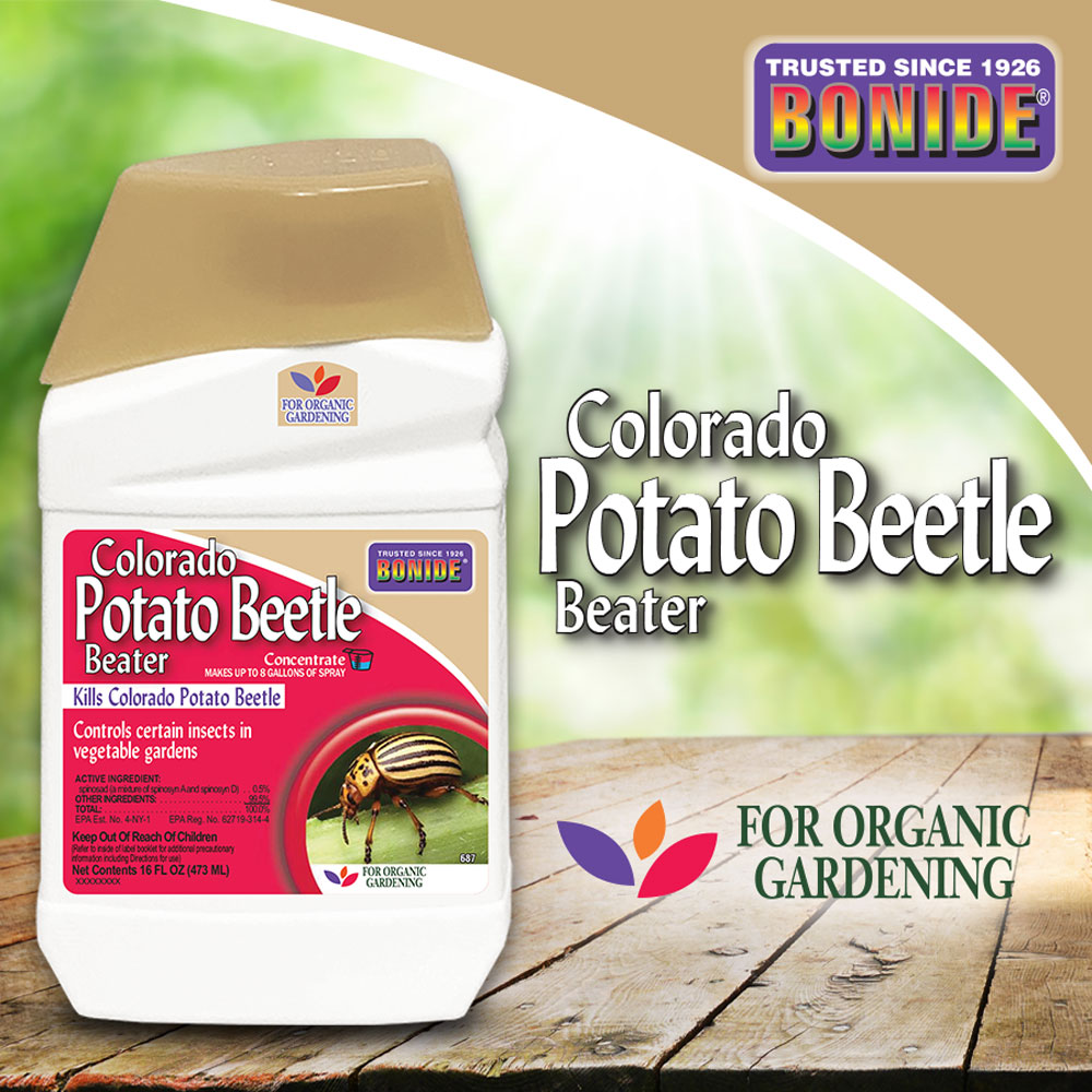 687G-Colorado-Potato-Beetle.jpg