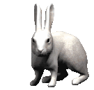 rabbit_nose_wiggle_lg_clr.gif