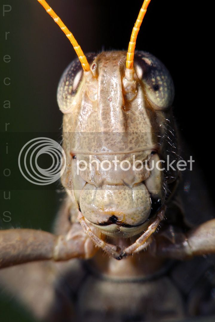 Grasshopper_2020-sm.jpg