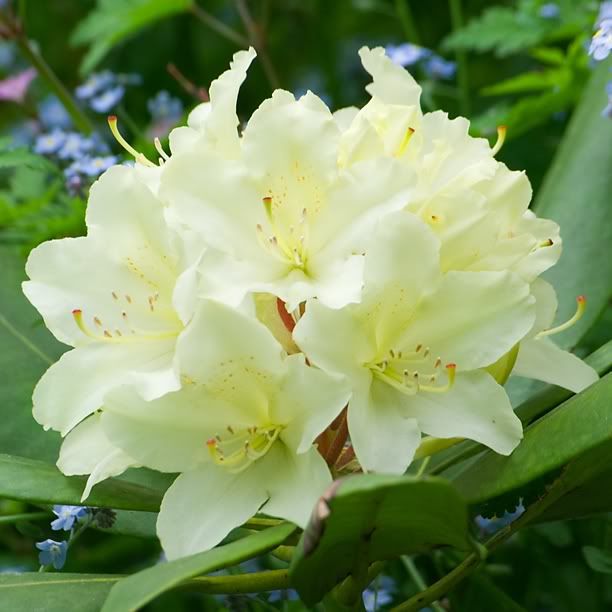 RhododendronCapistrano_web.jpg