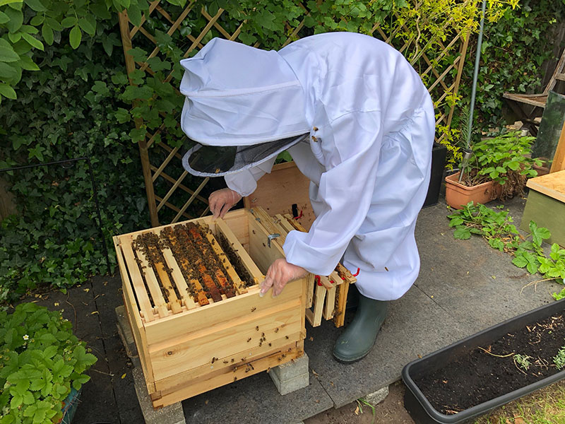 insp01_assistant-beekeeper.JPG