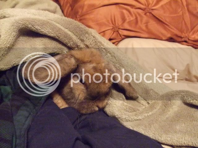 2007_0726bunnybed0005.jpg