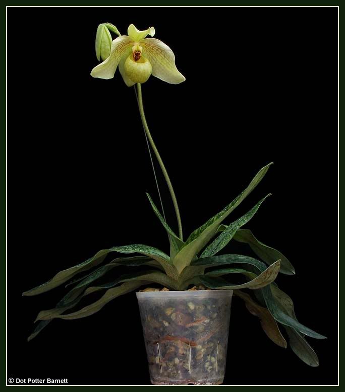 Paph_MemLarryHeuer-plant-2011.jpg