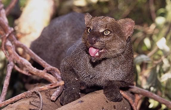 jaguarundi1-JPG.jpg