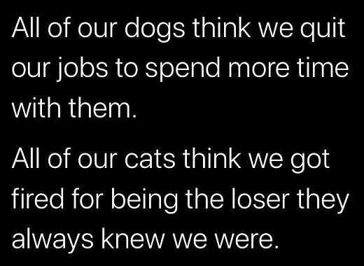 dogs-thought-quit-job-spend-more-time-with-them-cats-fired-loser-they-knew-we-were.jpg