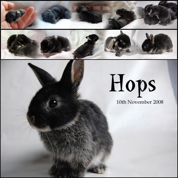 hops.jpg