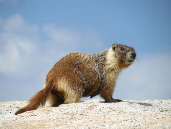 yellow_bellied_marmot_2.jpg