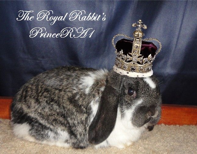 TheRoyalRabbitsPrinceRA1withcrown_zps15b13291.jpg