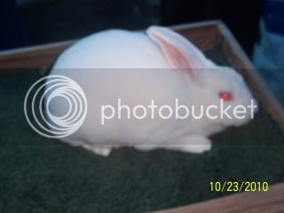 RABBITPICS004.jpg