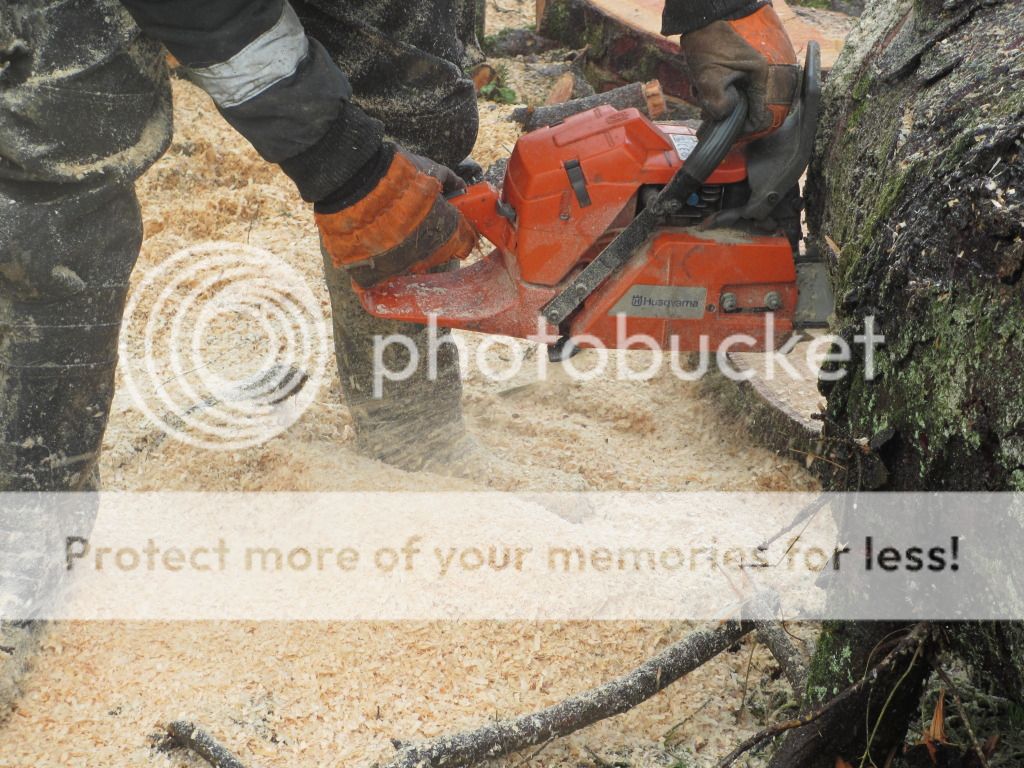 arboristwednsday007.jpg