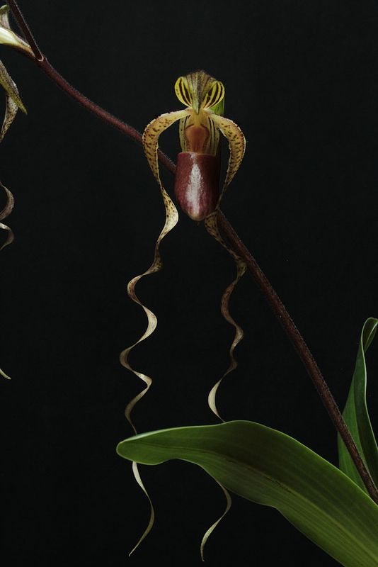 Paph%20Chiu%20Hua%20Dancer2_zpsdzha1ivf.jpg