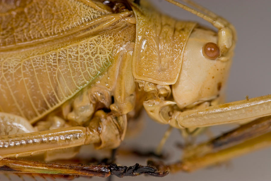 Leaf_by_Kissing_the_Beehive.jpg