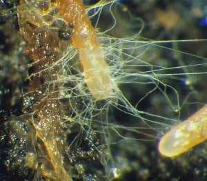 mycorrhiza-fungi-image-1-300x262.jpg