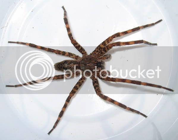 Dolomedes1.jpg