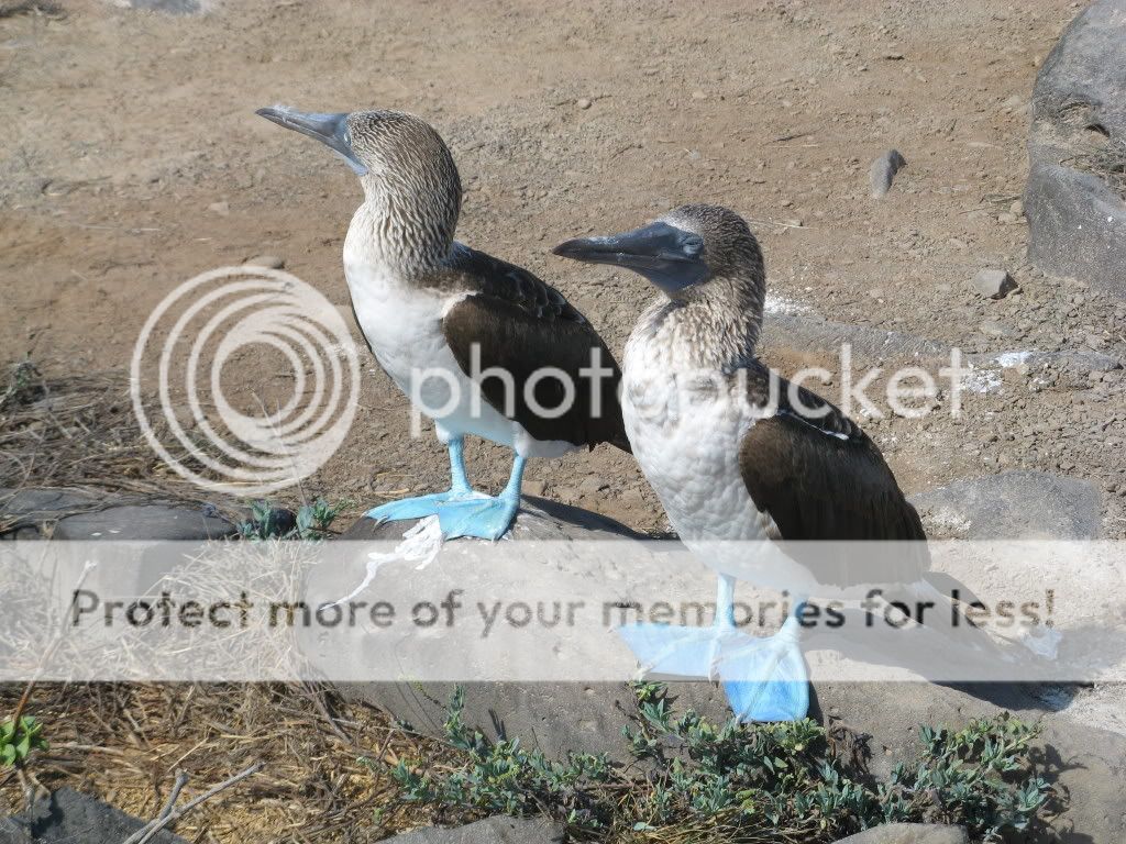 3BlueFootedBoobies.jpg