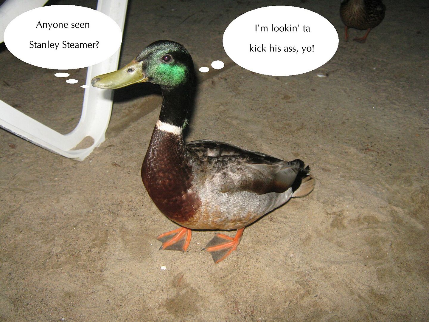 Quack.jpg