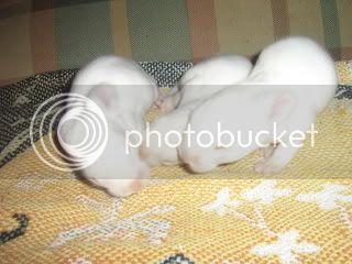 BUNNIES1WEEK021.jpg