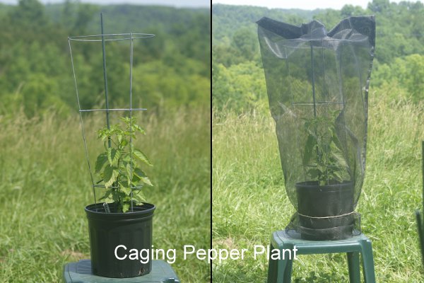 seed-saving-cages-3whole1.jpg