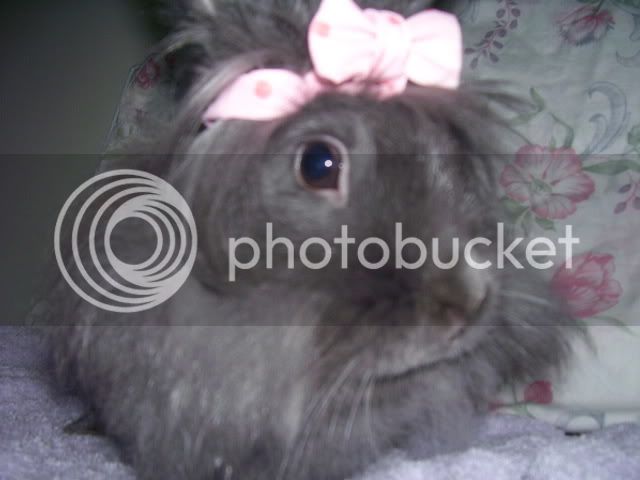 Bunnypictures-Leanne022.jpg