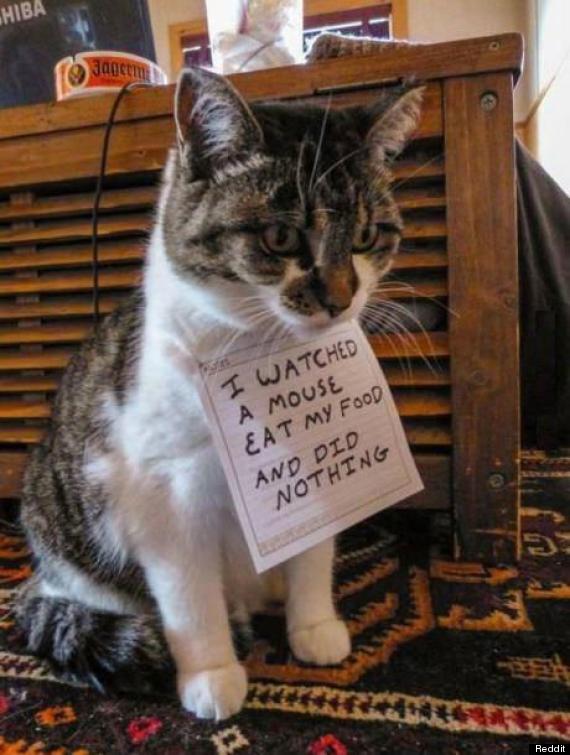 o-CAT-SHAMING-570.jpg