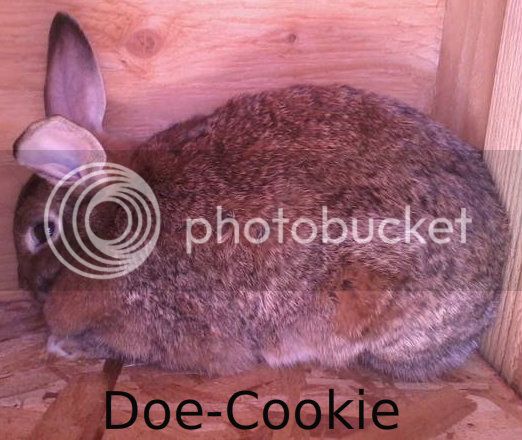 Doe-Cookie-1.jpg