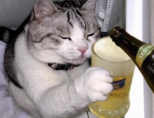 cat_drinking_beer-129501.jpg