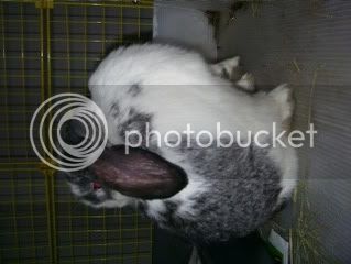 Bunnypictures-Leanne464.jpg