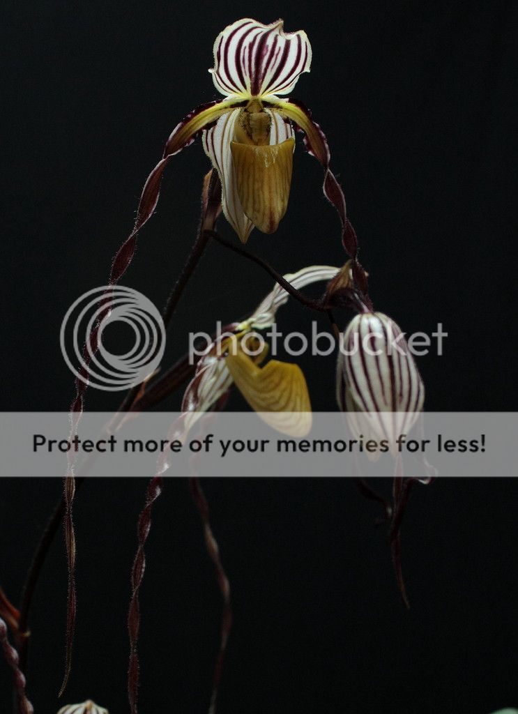 Paph%20roebelenii%202_zpsihqlyqbb.jpg