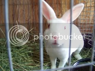 BunniesandMore045.jpg