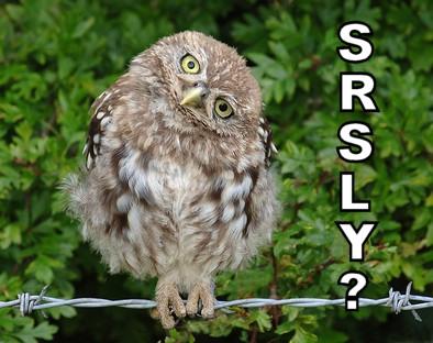 owl-srsly.jpg