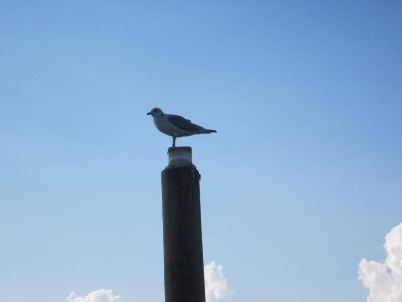 EOM_HiltonHead2011288.jpg